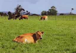 Healthy Cows