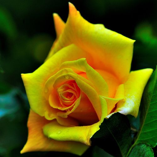 Summer Sunshine Rose