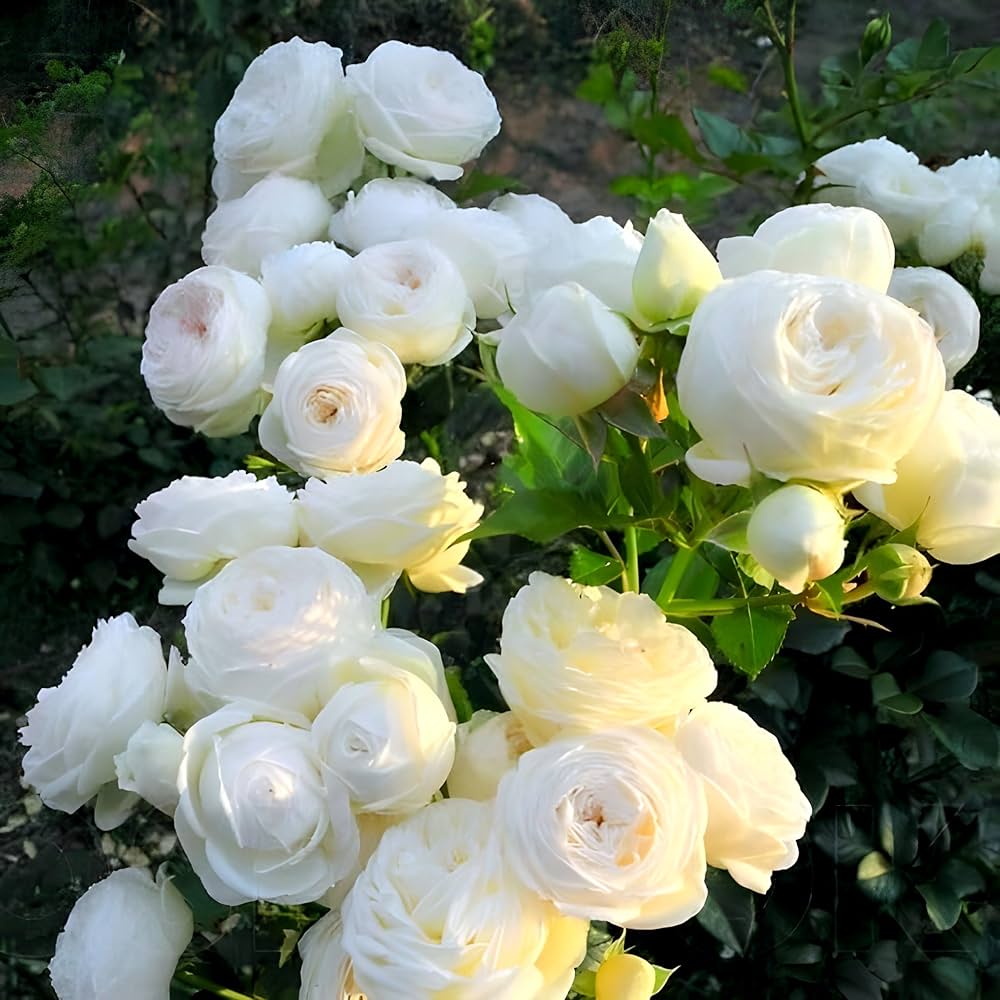 White Christmas Rose