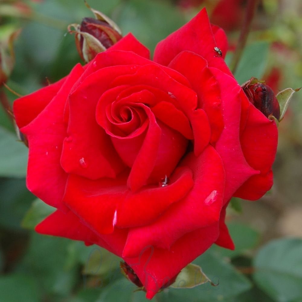  Rob Roy Rose