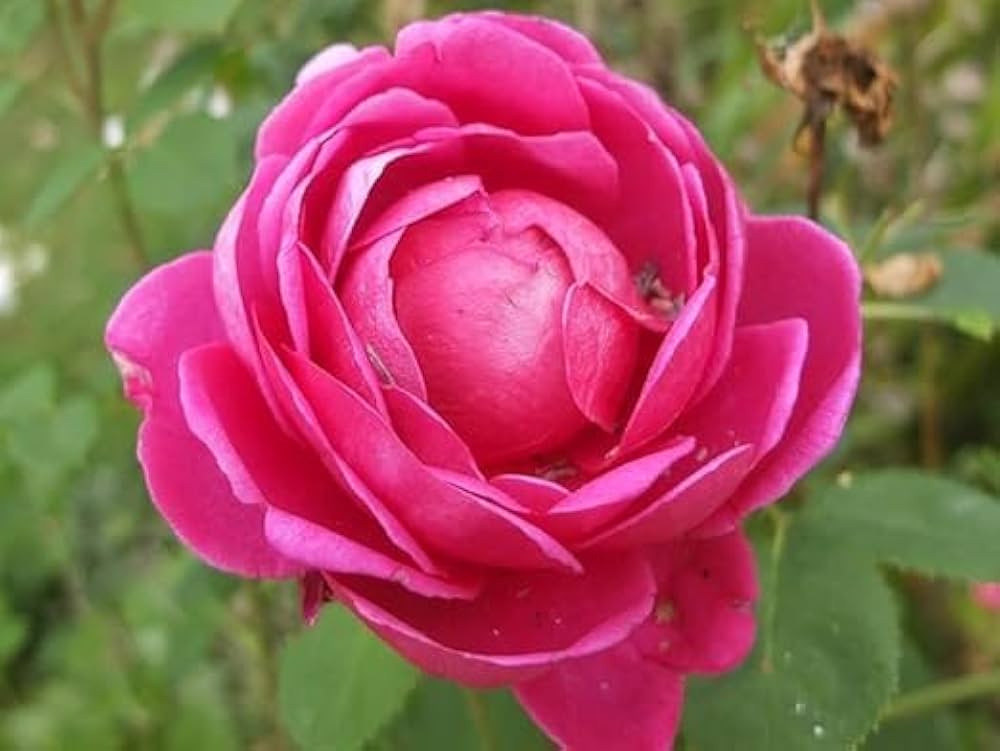 Miniature Rose