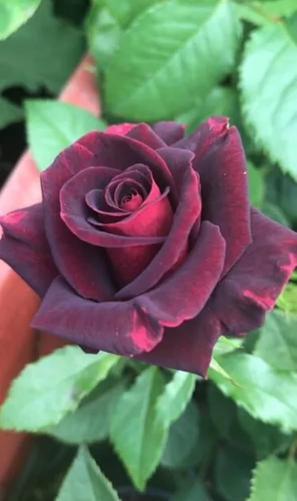 Black Velvet Rose